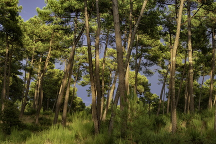 dans la forêt de la coubre