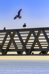oiseaux au bac de royan