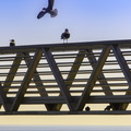 oiseaux au bac de royan