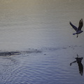 envol d'oiseau