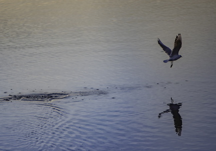 envol d'oiseau