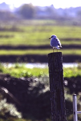 oiseau sur poteau
