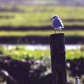 oiseau sur poteau