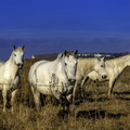 chevaux à mortagne