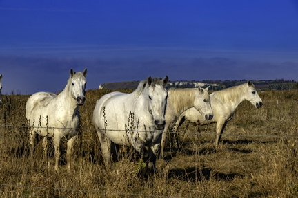chevaux à mortagne