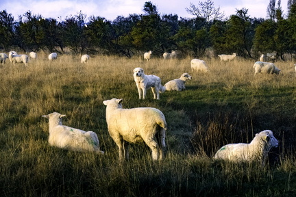 agneaux de l'estuaire