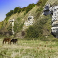 chevaux à mortagne