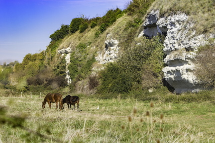 chevaux à mortagne