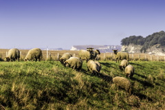 agneaux de l'estuaire