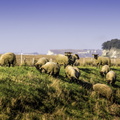 agneaux de l'estuaire