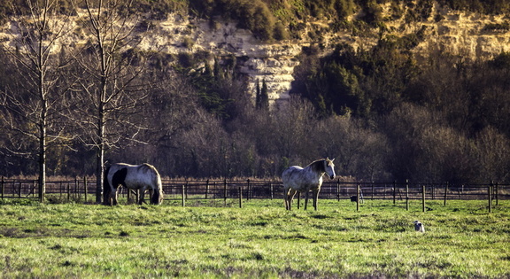 chevaux à mortagne