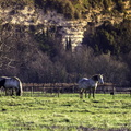 chevaux à mortagne