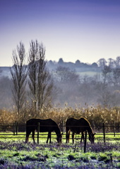 chevaux à mortagne