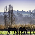 chevaux à mortagne