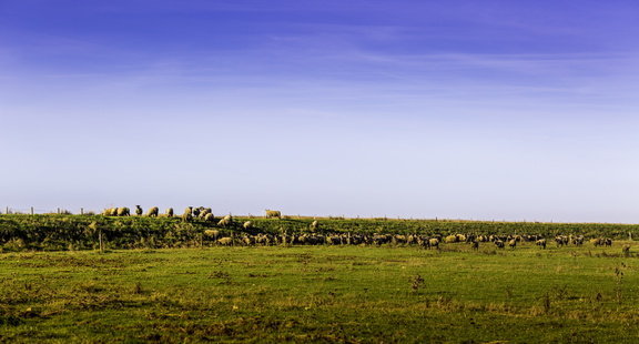 agneaux de l'estuaire
