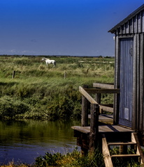 cheval dans les marais de la seudre