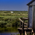 cheval dans les marais de la seudre