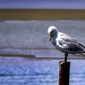 oiseau sur poteau