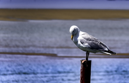 oiseau sur poteau