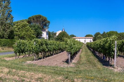 vignes d'épargnes