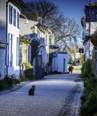 chat dans les rues de talmont