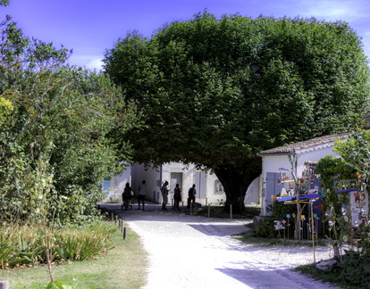 balade sous le tilleuil centenaire de talmont