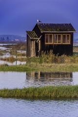cabane ostréicole