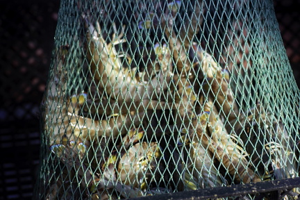 ferme de gambas