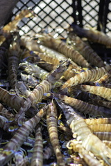 ferme de gambas