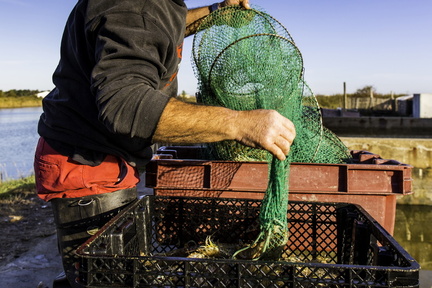 ferme de gambas