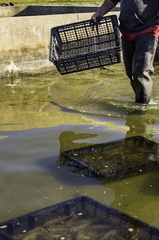 ferme de gambas