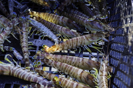 ferme de gambas