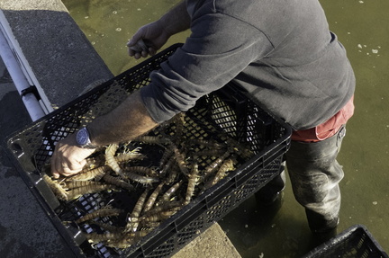 ferme de gambas