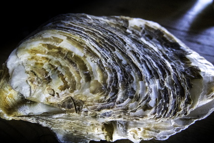 coquille d'huître