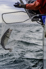 sur un bateau de pêche