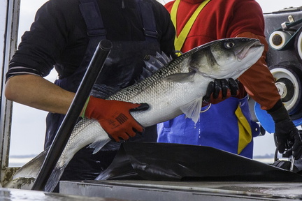 sur un bateau de pêche