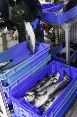 sur un bateau de pêche