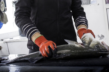 sur un bateau de pêche