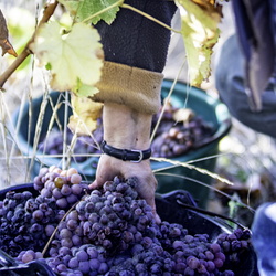 Terroirs