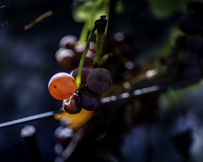 vendange