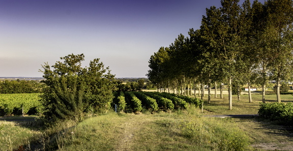 vignes de chaillevette
