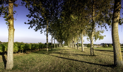 vignes de chaillevette
