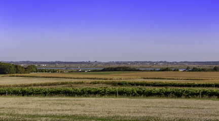 vignes de chaillevette