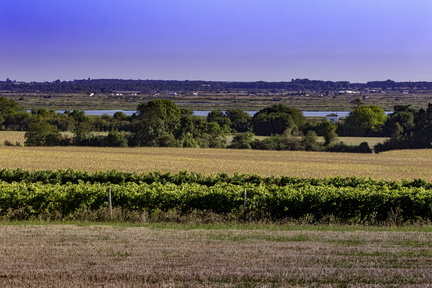 vignes de chaillevette