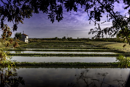 marais de chaillevette