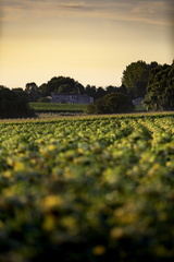 sunset sur corme-écluse