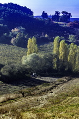 mageloup
