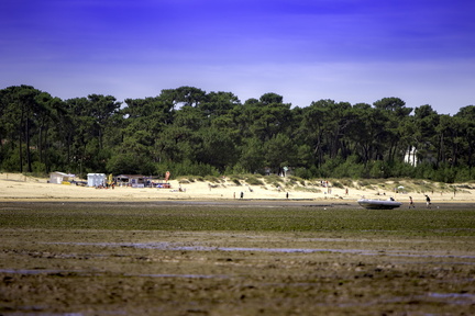 marée basse à ronce