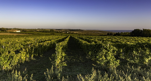 vignes du caillaud