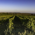 vignes du caillaud